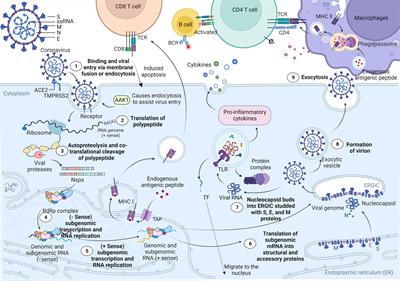 Circular RNAs as emerging regulators in COVID-19 pathogenesis and progression